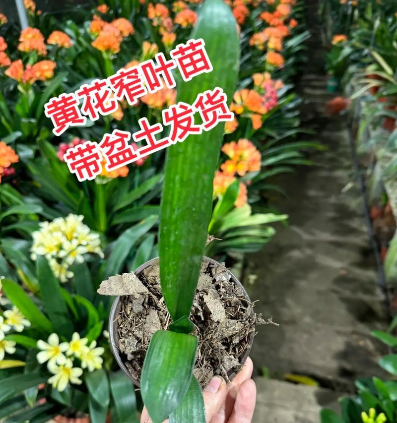 大花盆君子兰的养护技巧有哪些？