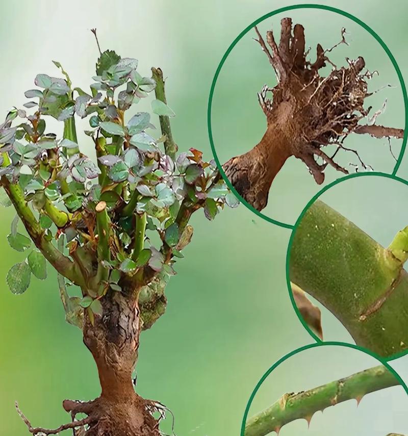 玫瑰花的种植和养殖方法是什么？养殖玫瑰花需要注意哪些问题？