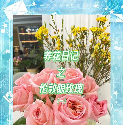 玫瑰花的种植和养殖方法是什么？养殖玫瑰花需要注意哪些问题？