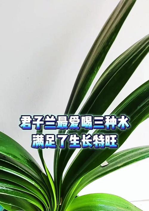 君子兰水培观根是否容易养？正确的养护方法是什么？