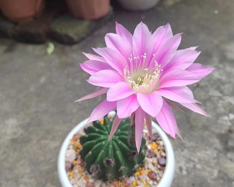 仙人球鱼开花的秘诀是什么？