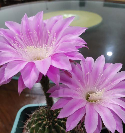 仙人球鱼开花的秘诀是什么？