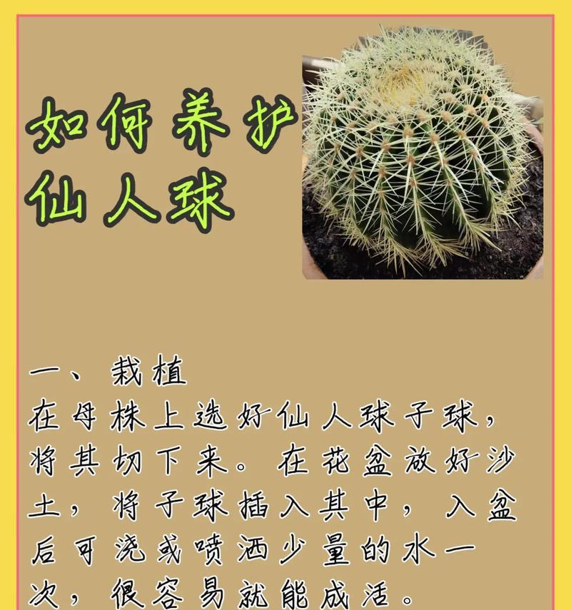 仙人球鱼开花的秘诀是什么？