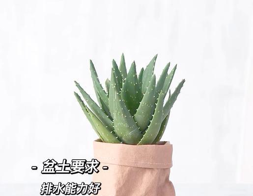绿植芦荟仙人球的养护方法是什么？需要注意什么？