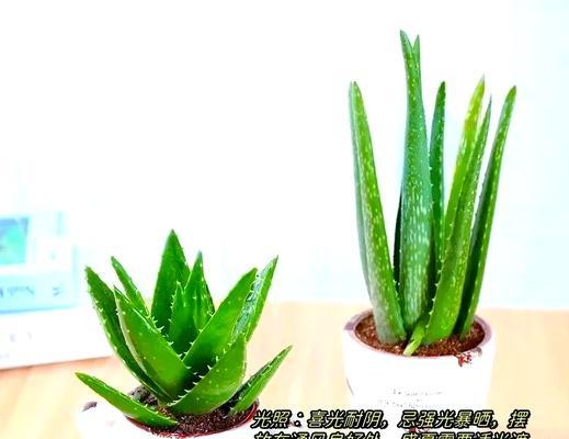 绿植芦荟仙人球的养护方法是什么？需要注意什么？