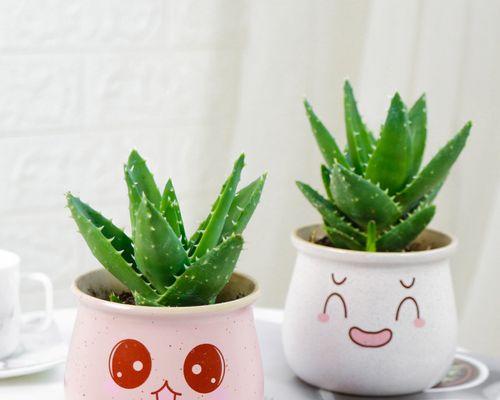 绿植芦荟仙人球的养护方法是什么？需要注意什么？