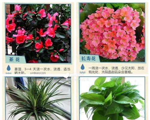 红醋可以用来浇仙人掌吗？正确的浇法是什么？