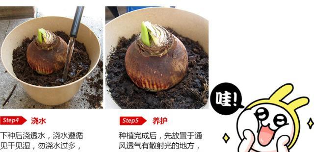 红醋可以用来浇仙人掌吗？正确的浇法是什么？