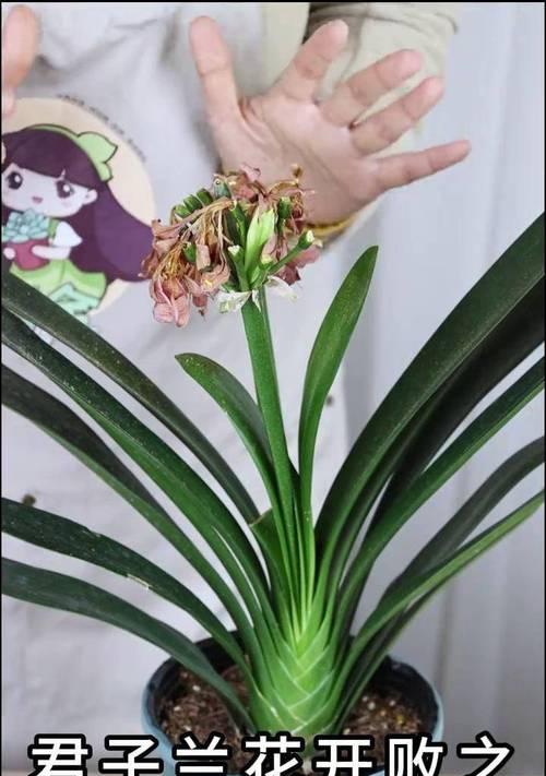 君子兰修剪技巧有哪些？