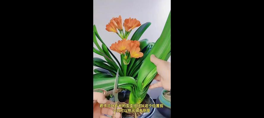 君子兰修剪技巧有哪些？