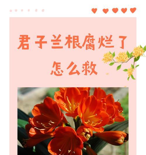 君子兰修剪技巧有哪些？