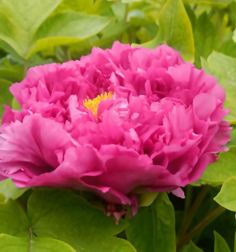 开花像牡丹花的植物是什么？