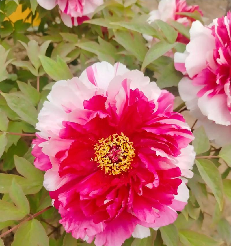 开花像牡丹花的植物是什么？