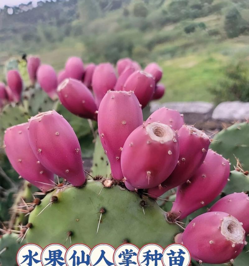龙王室内仙人掌怎么种植？龙王仙人掌的种植技巧是什么？