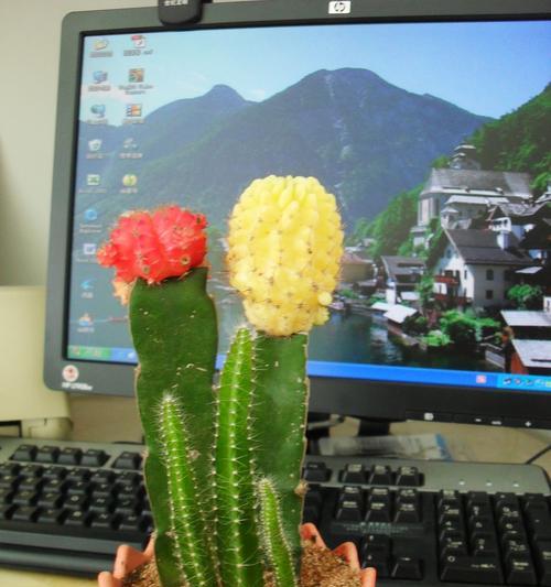 龙王室内仙人掌怎么种植？龙王仙人掌的种植技巧是什么？