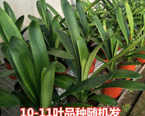 君子兰使用茶叶肥料的好处是什么？