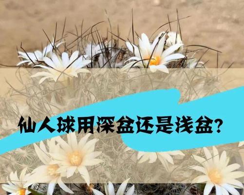 仙人球可以用育苗盆种植吗？育苗盆种植仙人球的正确方法是什么？