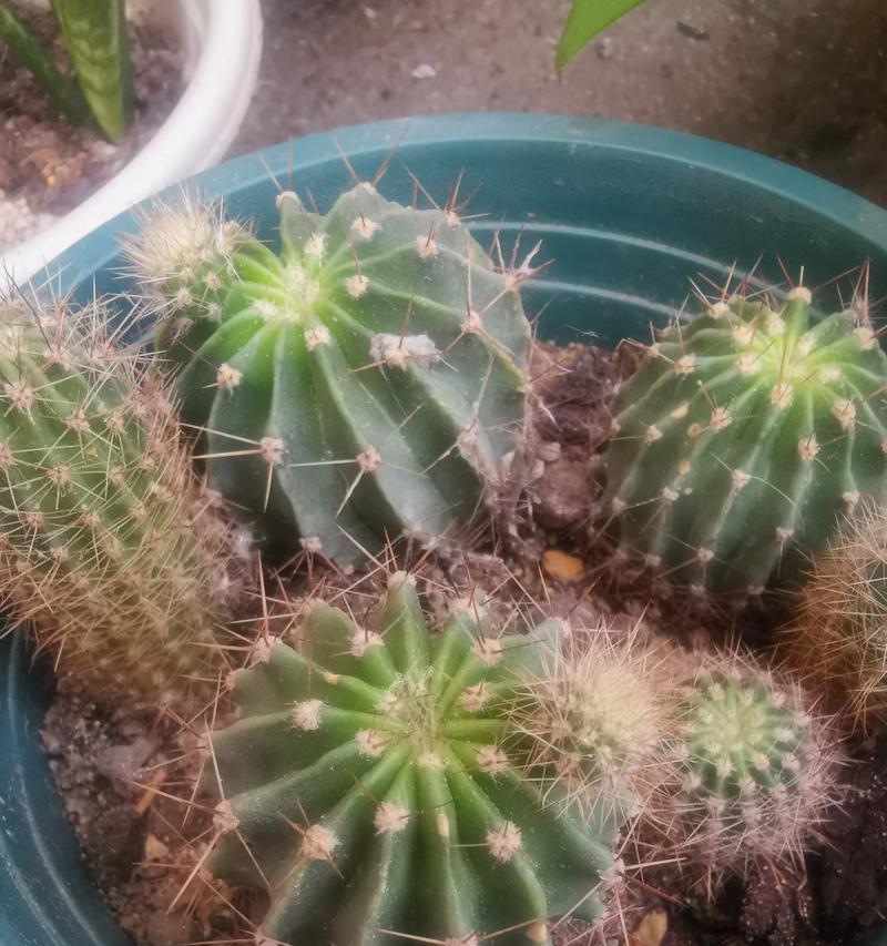 仙人球可以用育苗盆种植吗？育苗盆种植仙人球的正确方法是什么？