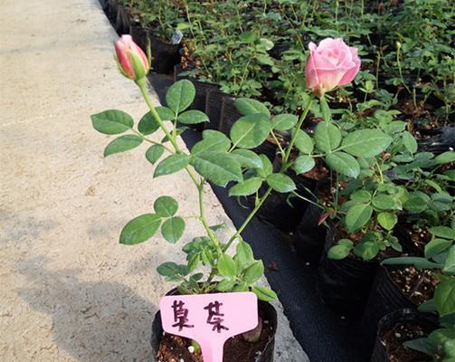 圆盆花玫瑰花藤的养护技巧有哪些？