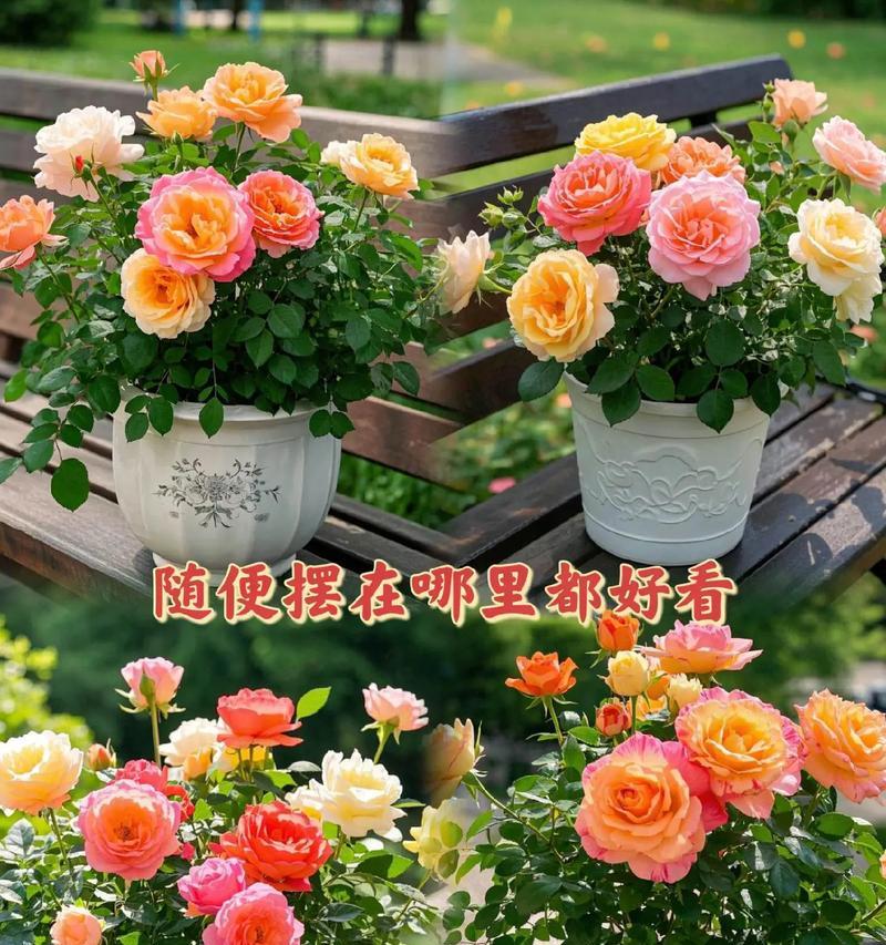 发光玫瑰花的种植技巧有哪些？如何让玫瑰花发出自然的光芒？