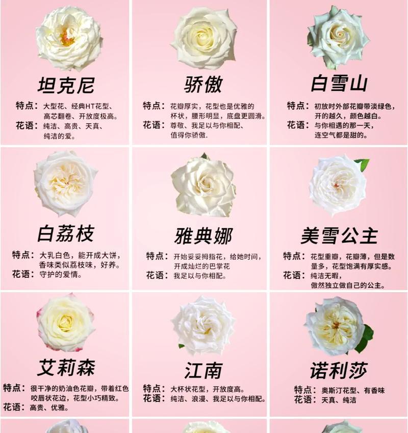 发光玫瑰花的种植技巧有哪些？如何让玫瑰花发出自然的光芒？