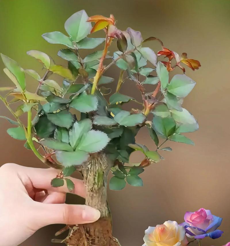 发光玫瑰花的种植技巧有哪些？如何让玫瑰花发出自然的光芒？