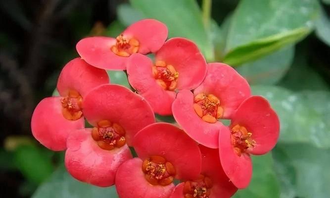 杜鹃幼鸟仙人掌开花的养护技巧有哪些？
