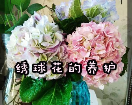 杜鹃幼鸟仙人掌开花的养护技巧有哪些？