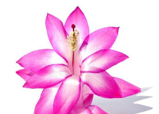 杜鹃幼鸟仙人掌开花的养护技巧有哪些？