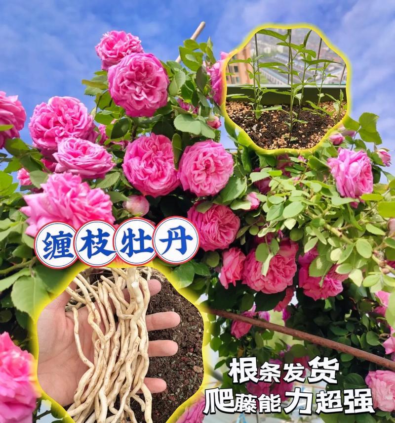 重瓣缠枝牡丹花播种时间是什么时候？