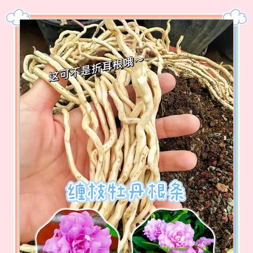 重瓣缠枝牡丹花播种时间是什么时候？