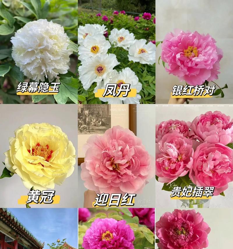 重瓣缠枝牡丹花播种时间是什么时候？