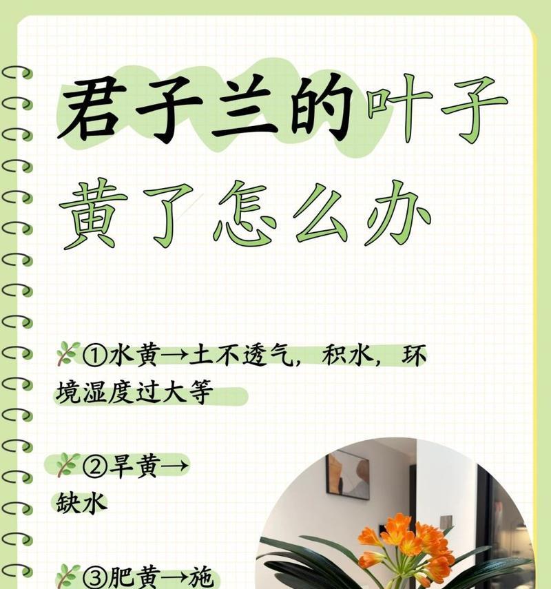 君子兰叶子中间发黄点的原因是什么？如何处理？