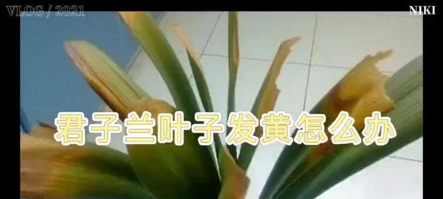 君子兰叶子中间发黄点的原因是什么？如何处理？
