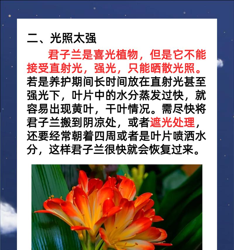 君子兰叶子中间发黄点的原因是什么？如何处理？