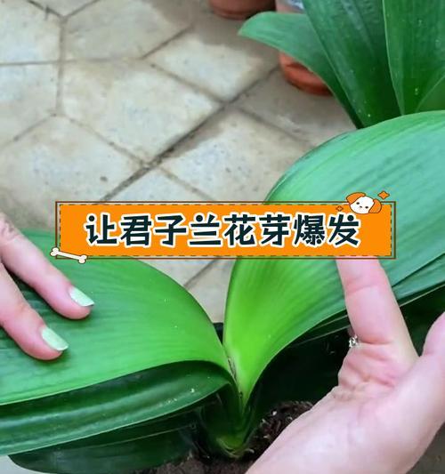 君子兰只长花苞不开花什么原因？如何解决？