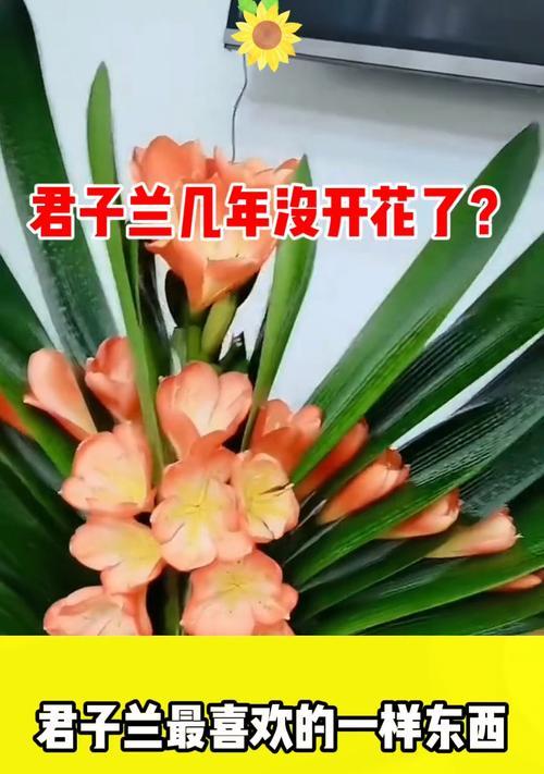 君子兰不开花时应如何浇水促进开花？