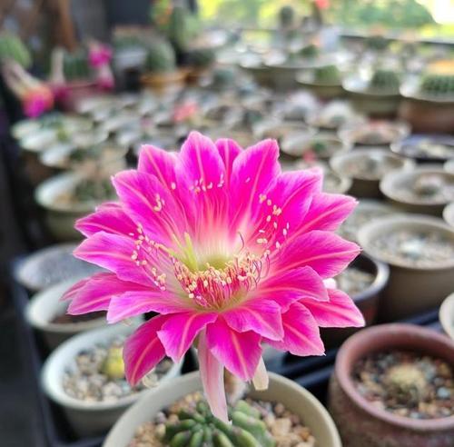 冬季如何养护北方开花仙人球？