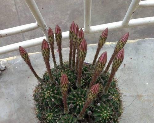 冬季如何养护北方开花仙人球？