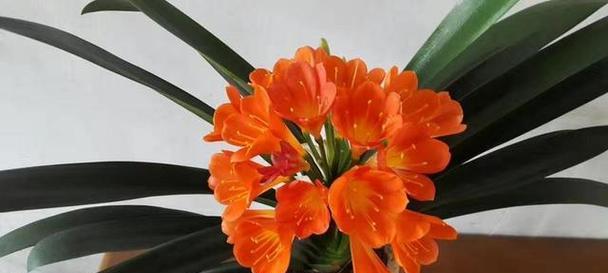 君子兰开花后如何正确修剪枝条？