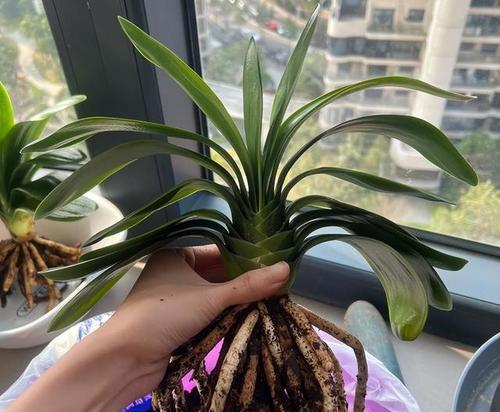 君子兰开花后如何正确修剪枝条？