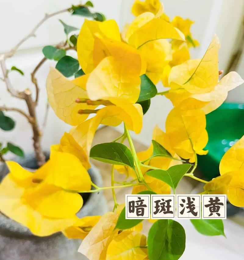 君子兰出现黄斑应该使用什么药物？