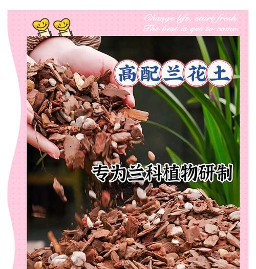 君子兰植料叶子干枯的解决方法是什么？
