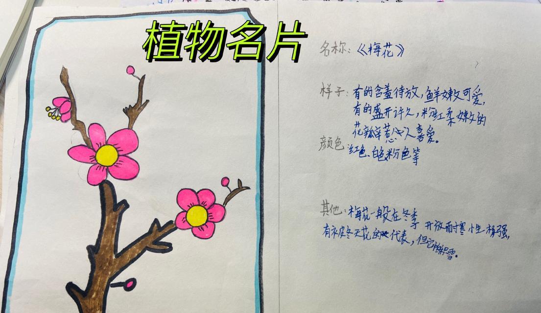 立体仙人掌植物名片的制作步骤是什么？