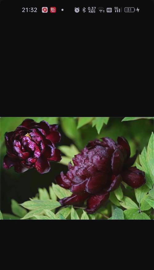 哪种玫瑰花既昂贵又外观不佳？其特点是什么？