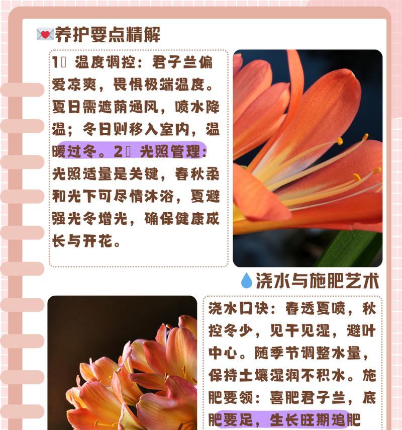 君子兰浇水的正确方法是什么？