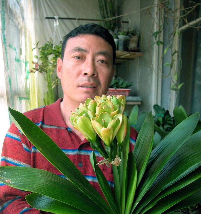 君子兰为什么萎蔫了呢怎么办？君子兰萎蔫的原因及解决方法是什么？