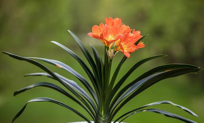换盆后的君子兰需要浇水吗？正确的浇水方法是什么？