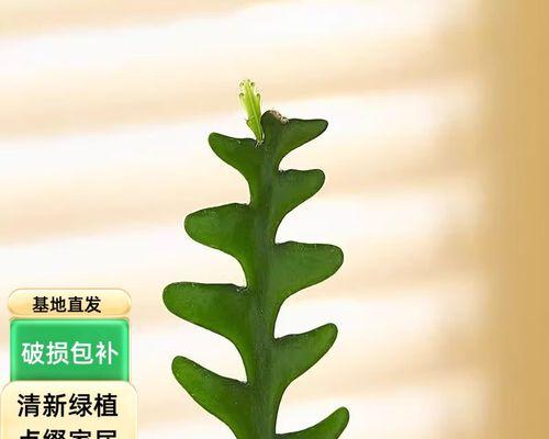 家庭仙人掌绿植的养护和管理方法是什么？如何解决常见问题？