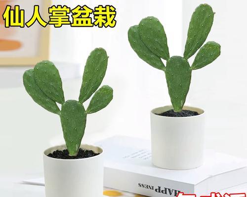 家庭仙人掌绿植的养护和管理方法是什么？如何解决常见问题？